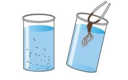 Isolate DNA from Plant Material | Easy Guide
